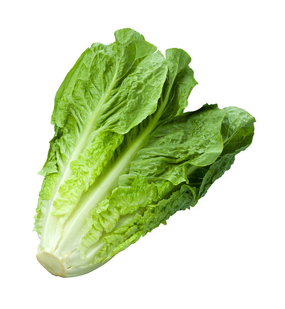 Lettuce Romaine